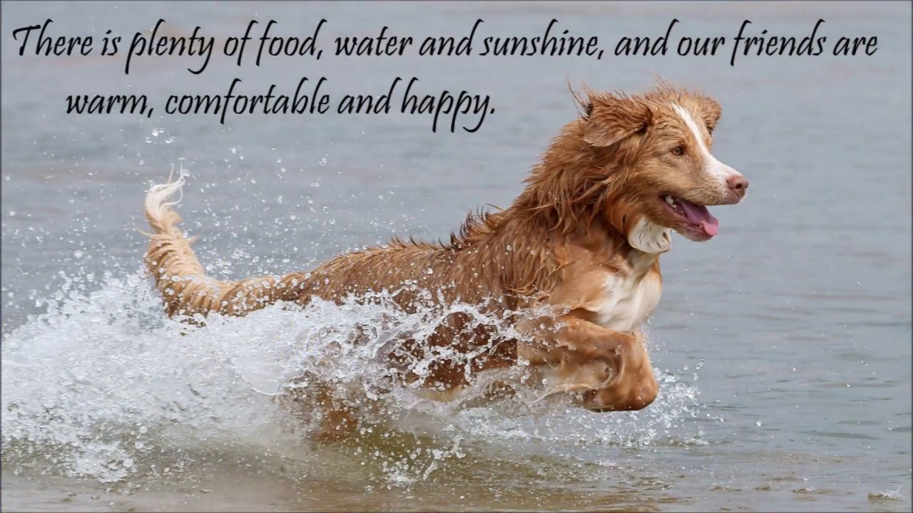 Crossing the Rainbow Bridge - All dogs truly DO go to heaven!