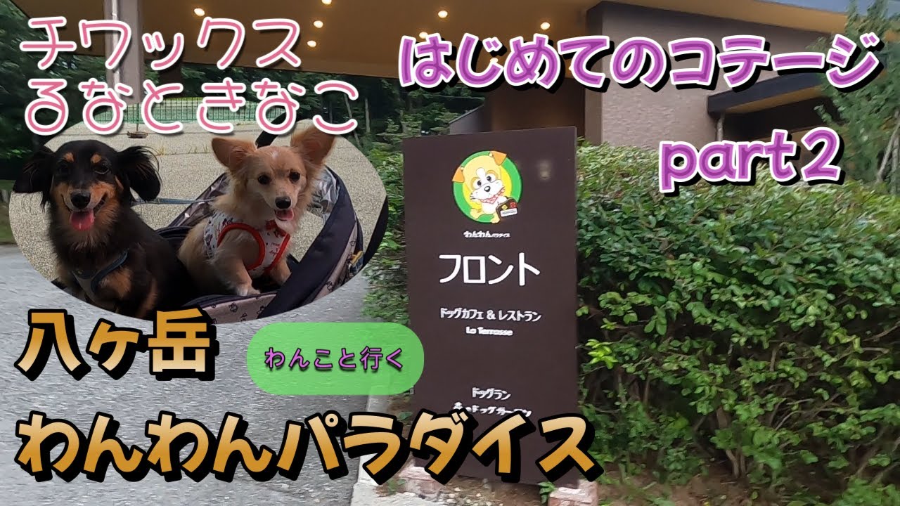 八ヶ岳わんわんパラダイスコテージ【チワックスるなときなこ】#犬連れ#犬と行ける#犬旅行