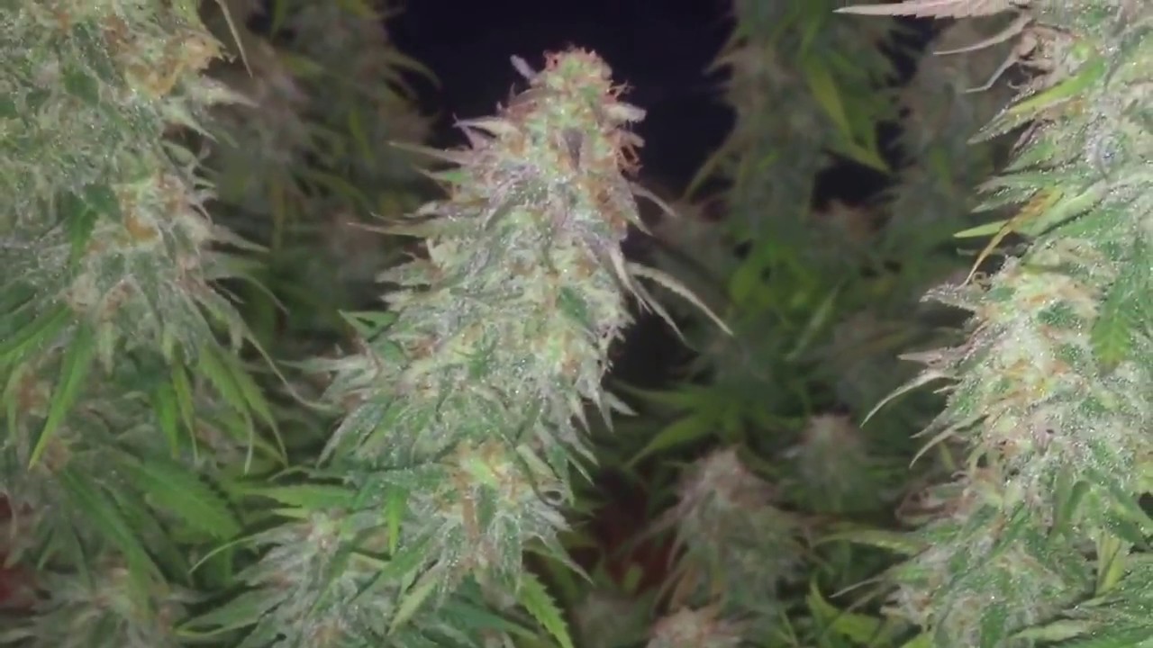 Grow 1: Day 148: Harvesting Third Plant Amnesia VIP Grow Review