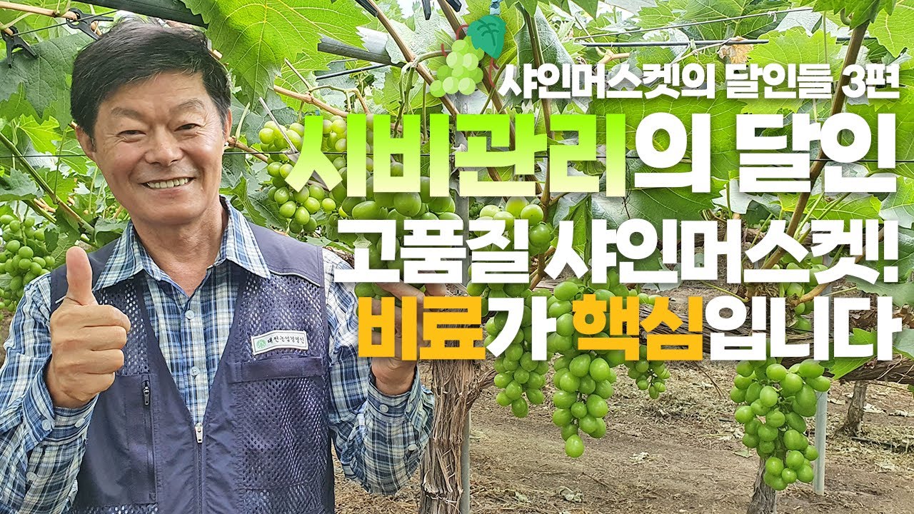 샤인머스켓의 달인들 3편 : 샤인머스켓 비료 시비! 상품성과 토양 관리 모두 잡는 법
