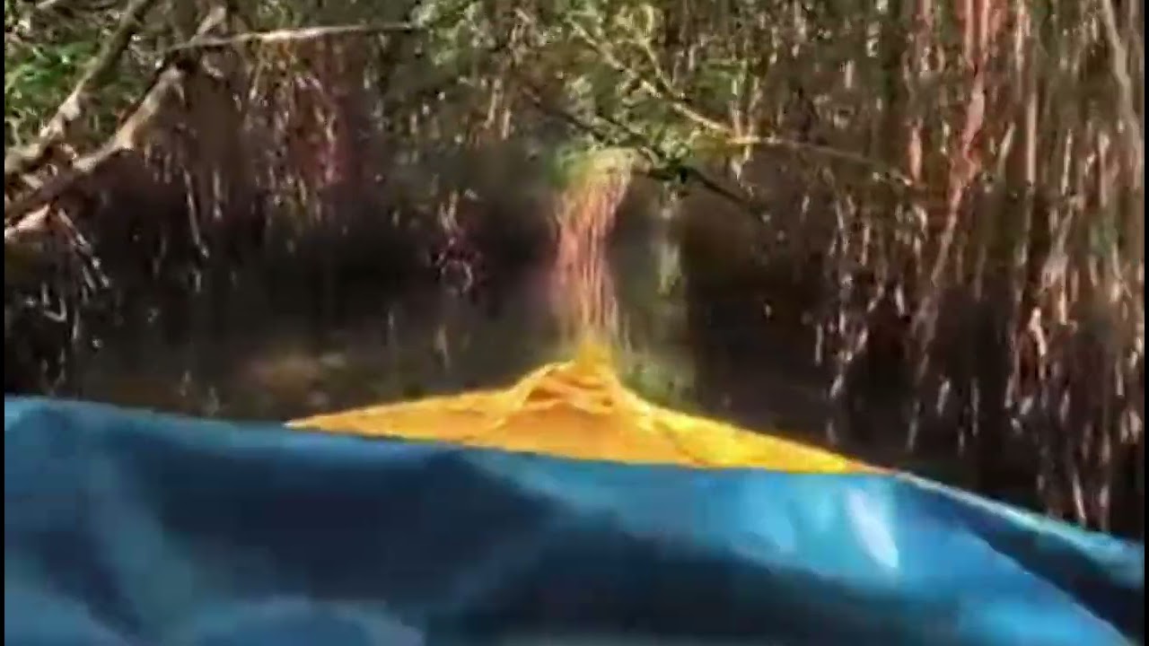 Mangrove forest boat ride