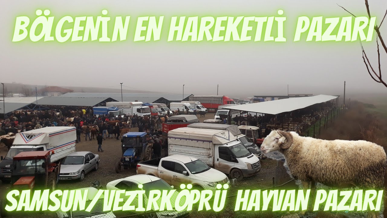 SAMSUN VEZİRKÖPRÜ HAYVAN PAZARI FİYATLARI/ KÜÇUKBAŞ HAYVAN PAZARI( Hayvan Pazarı Yeni)