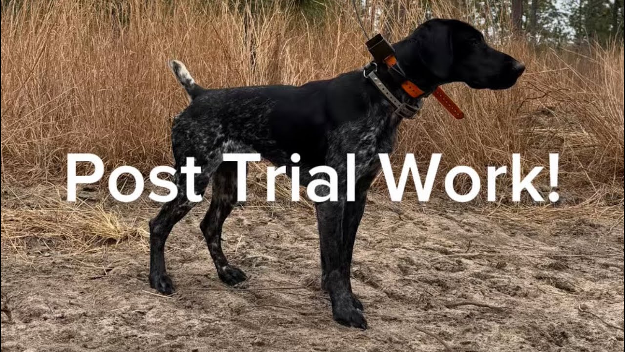 Post Trial Work! #germanshorthairedpointer #gordonsetter #englishsetter #englishpointer  #birddogs 