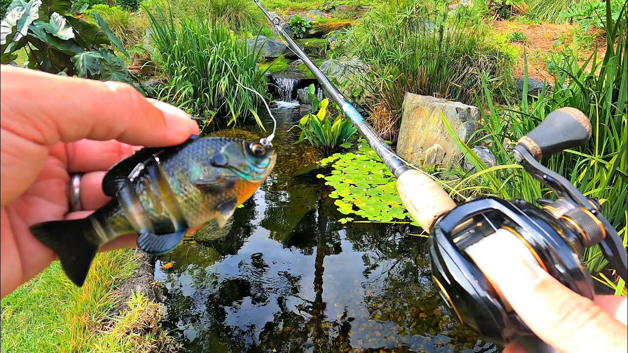 New Bluegill Swimbait Gets Destroyed!