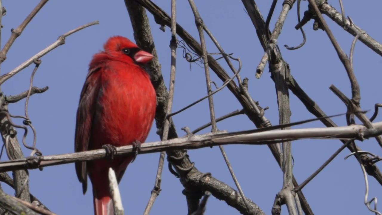 Cardinal