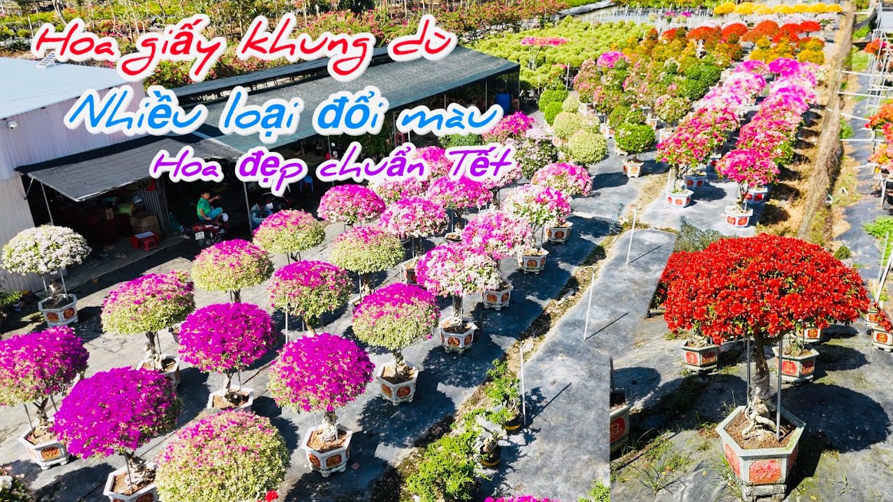 Vườn hoa giấy khung ghép dòng đổi màu nguồn Tết..#hoatet2026 