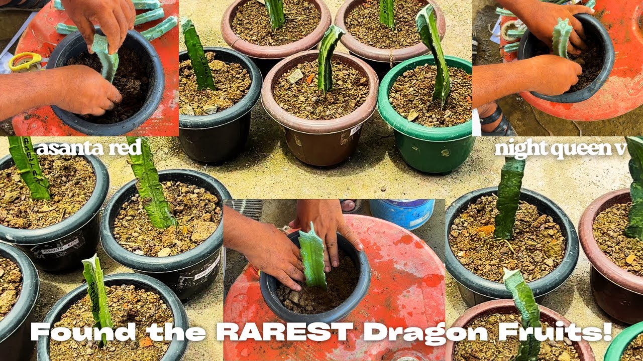 Rare Dragon Fruit Breeds 🌵 | 12 Unique Varieties, Planting Tutorial & Garden Vlog