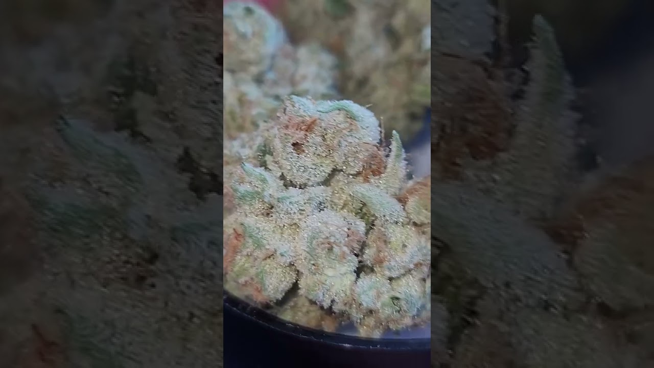 👽👽👽👽👽 AGENT X ALIEN LABS STRAIN INDOOR ONLY 💨💨💨💨💨
