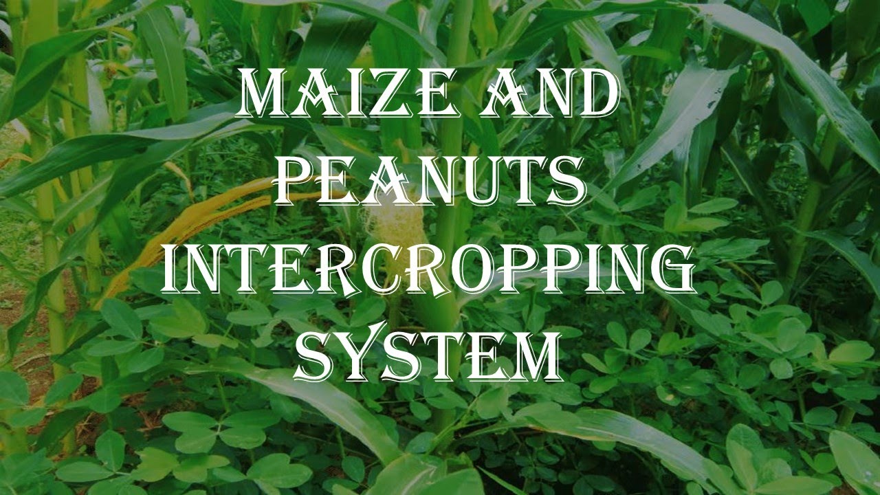 Maize and peanuts intercropping techniques for land use efficient.