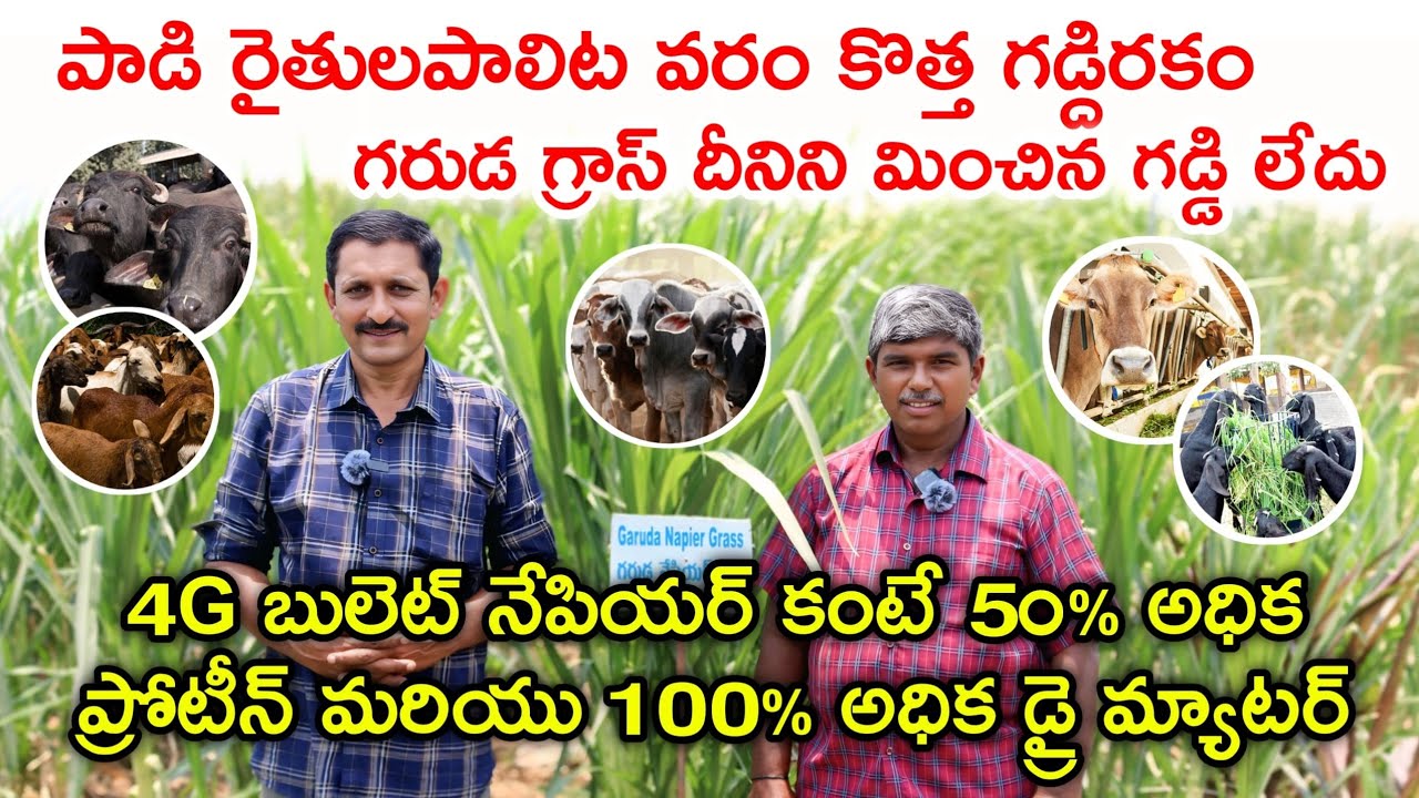 Garuda nepier seeds|para nepier|super napier|4g bullet|Grass cultivation|Grass seeds|Organic farming