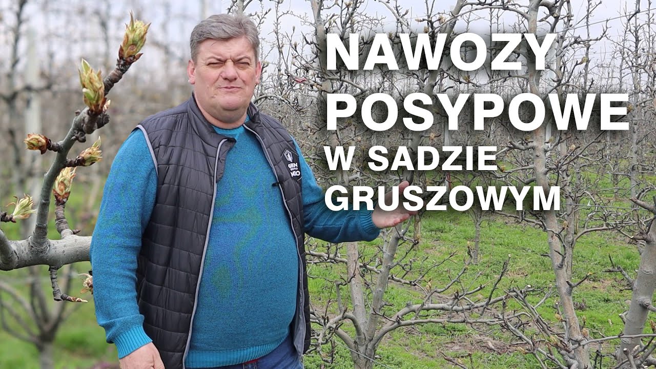 Nawozy posypowe w sadzie gruszowym cz. 2 - Zbyszek Marek