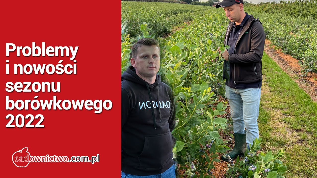 Borówka: Chandler, Duke, Liberty - Paweł Radecki & Tomasz Domański