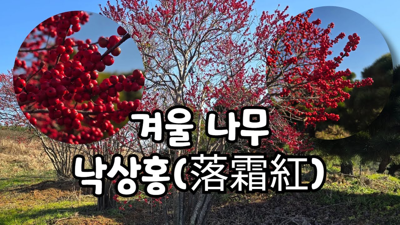 빨간열매가 매력적인 겨울나무 낙상홍