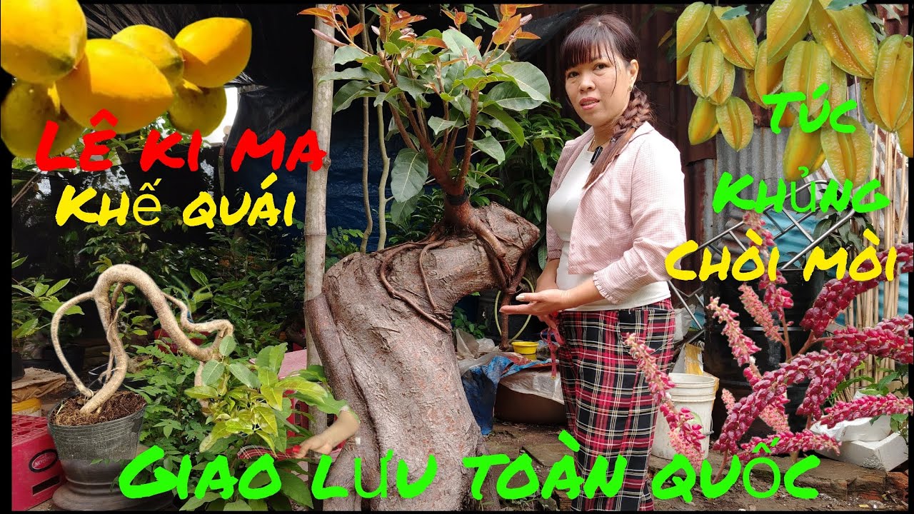 16/3 Giao lưu .Túc đỏ khủng .lê ki ma .khế .chòi mòi .dáng quái đẹp giá rẻ#lh0382354700# bao Síp ...