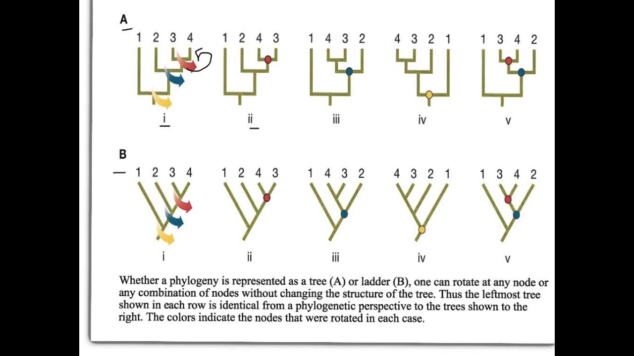 How to Interpret Phylogenetic Trees