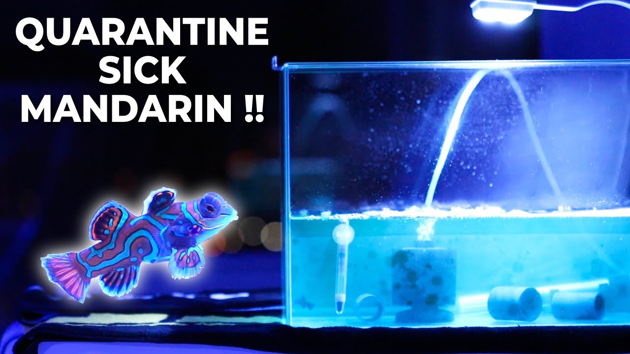 Mandarin Fish with DEADLY Velvet Disease in Quarantine (NO COPPER TREATMENT) | Blue Reef Tank