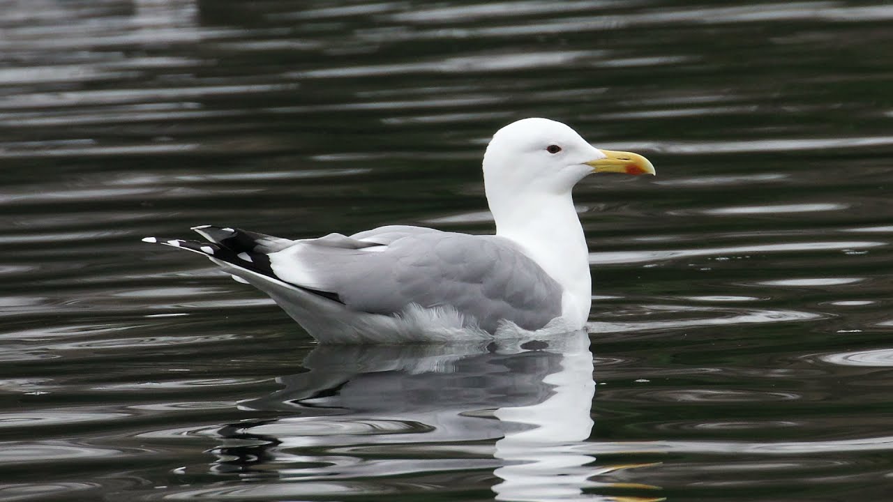 Caspian Gull @ Snaresbrook, London