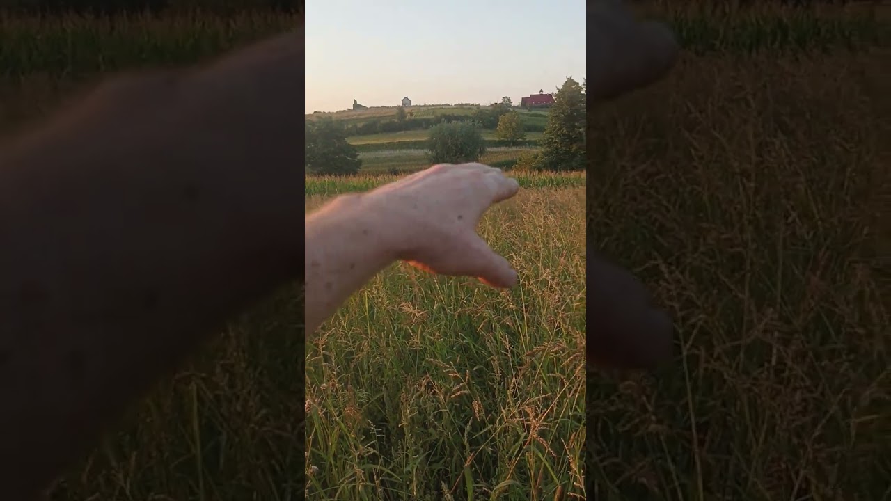 Konopie Finola relacja z plantacji konopi ekologicznych