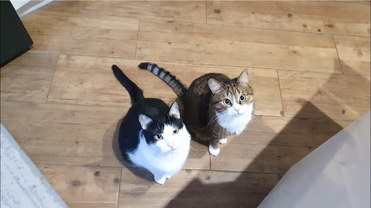 Ми повернулися додому, а вони навіть не помітили🐈‍⬛🐈
