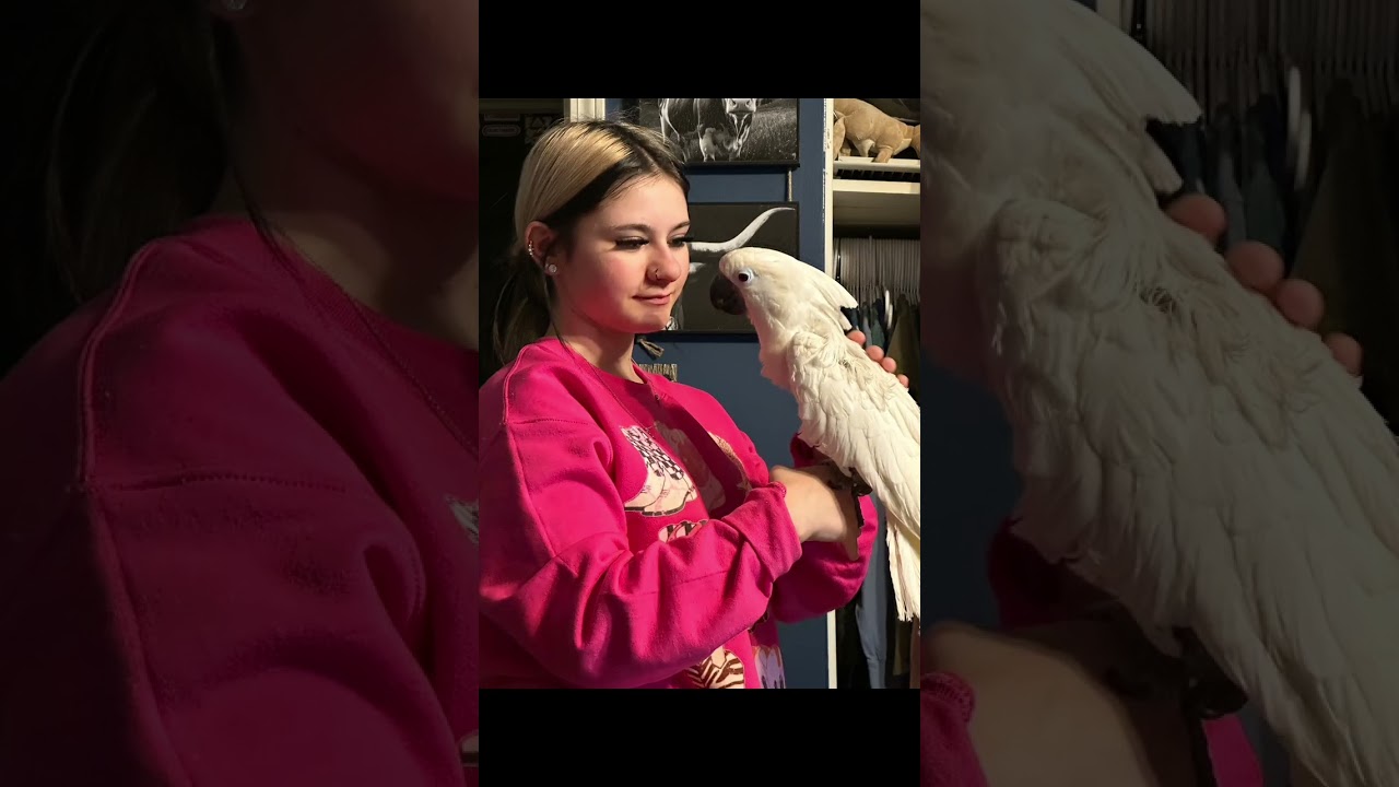 Lady J The Complete Umbrella Cockatoo Rescue Story  Ruffled Feathers Parrot Sanctuary