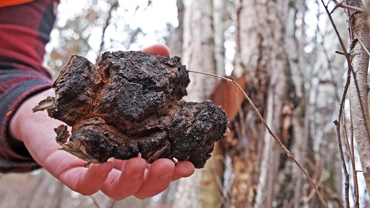 FINDING & DRINKING BLACK FUNGUS (Chaga)