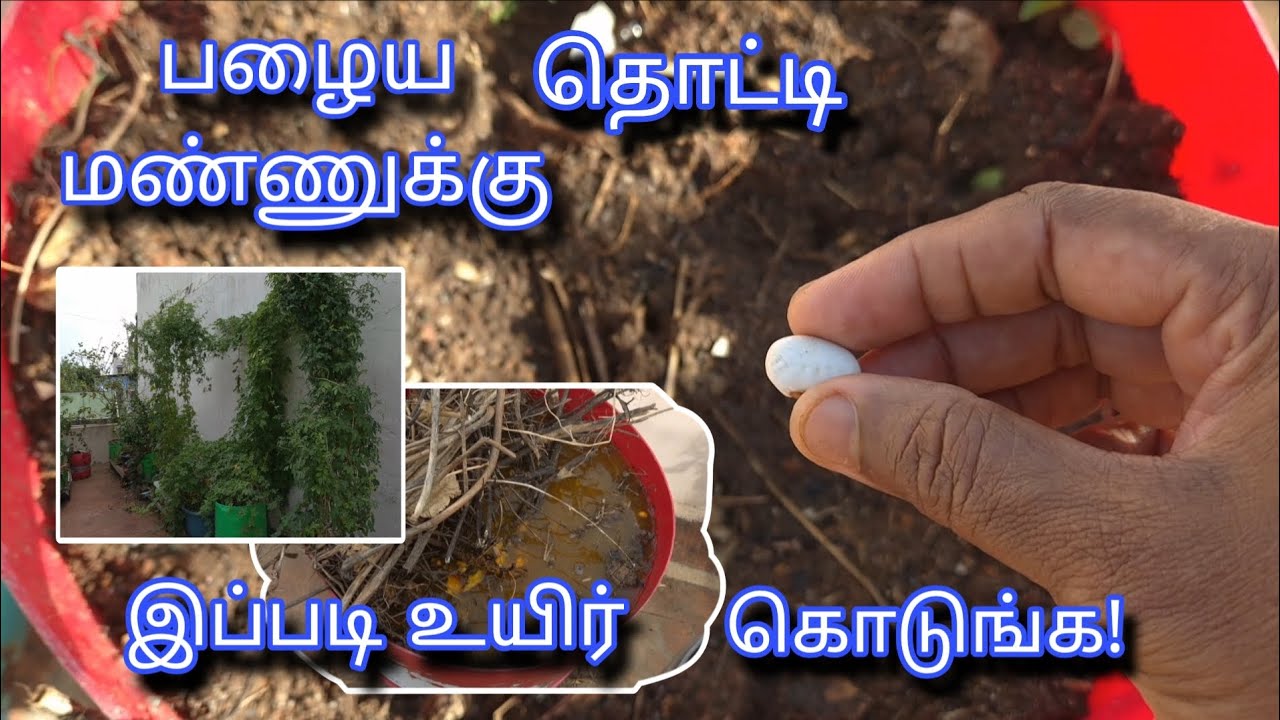 பழைய தொட்டிமண்ணுக்கு இப்படி உயிர் கொடுங்க #gardening #plants #organicfertilizer #terracegarden 