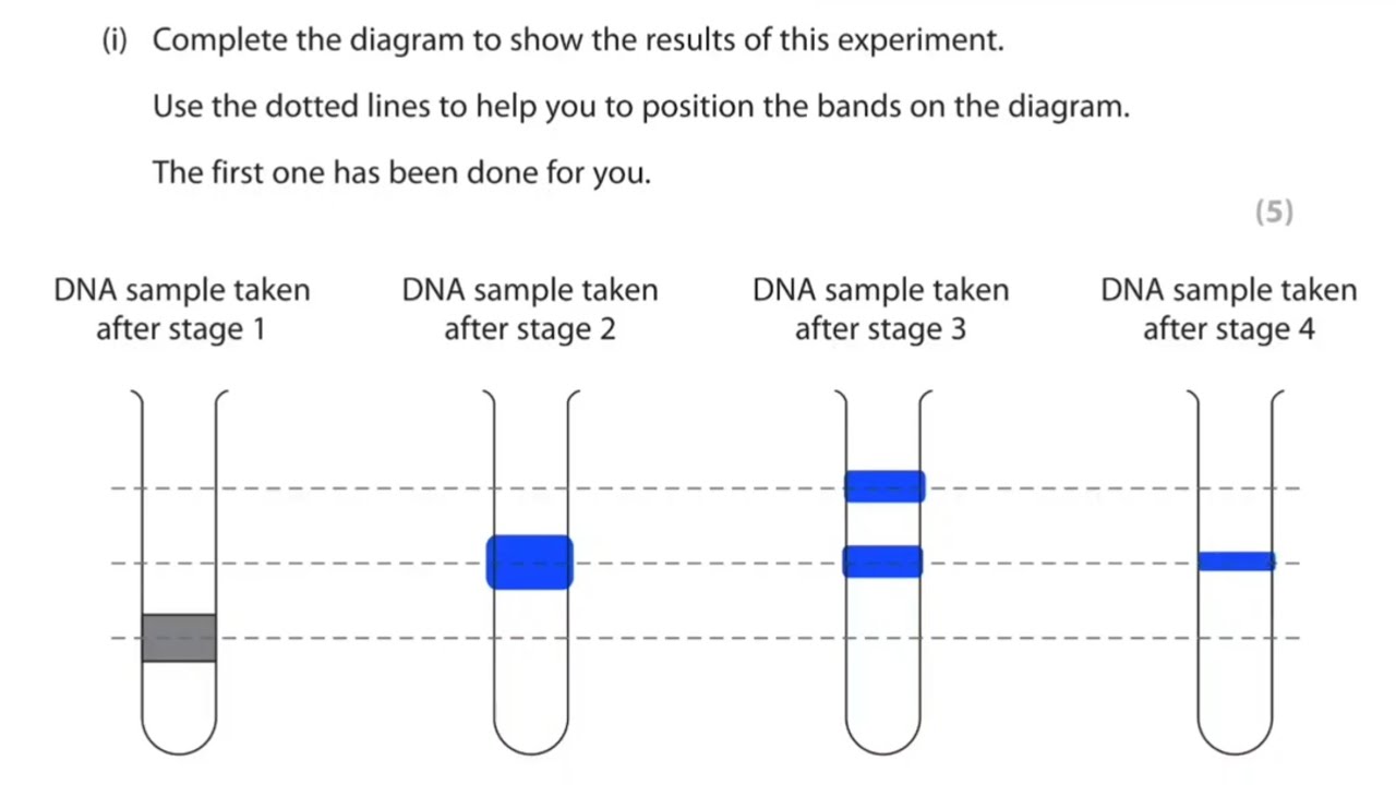 WBI11 October 2020 q4(b) | Edexcel Alevel Biology past papers | Meselson and Stahl