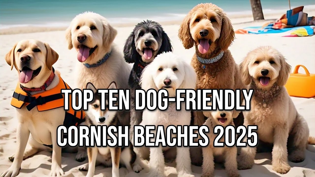Top 10 Year-Round Dog-Friendly Beaches in Cornwall 2025