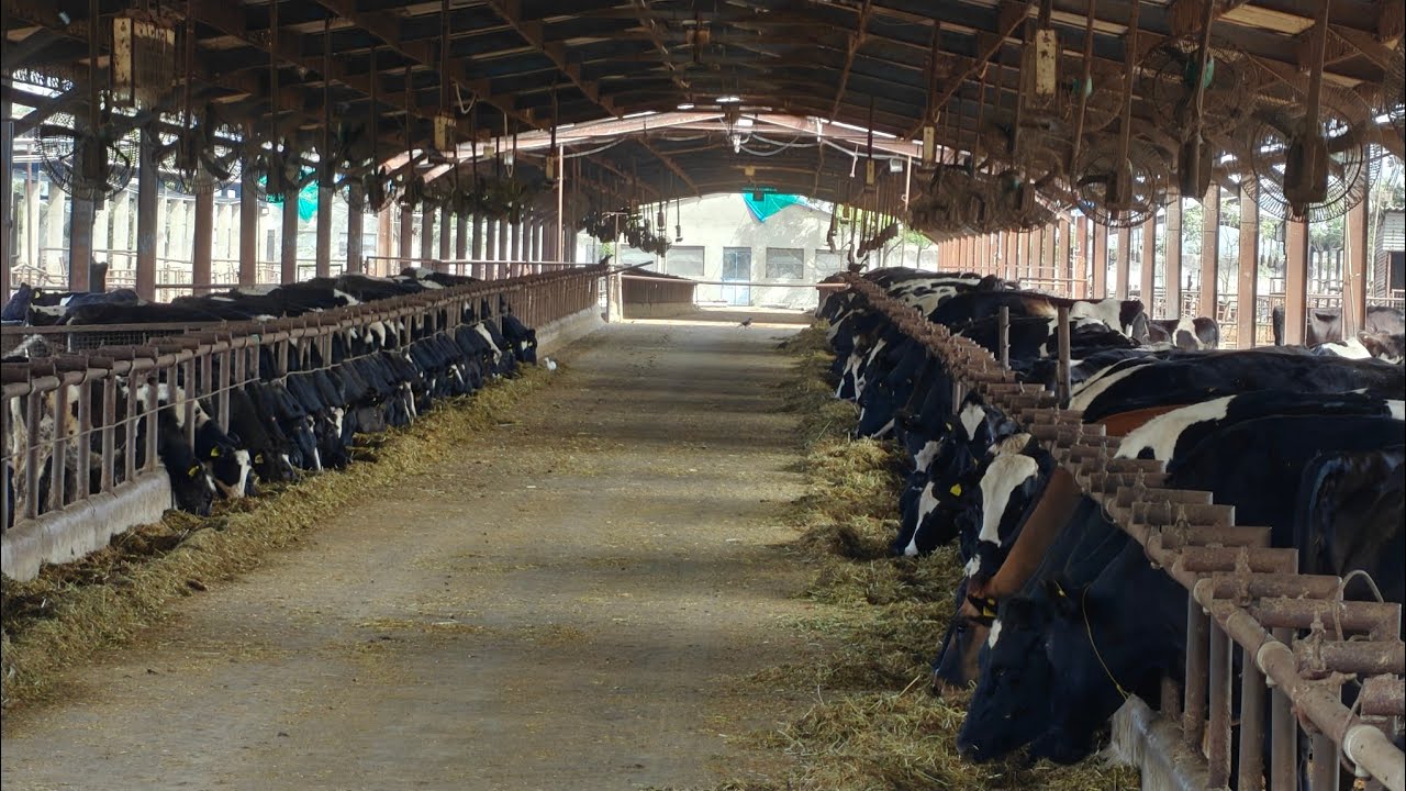 300 Animals for sale, 300 ਗਾਵਾਂ, ਵਹਿੜਾਂ ਅਤੇ ਵੱਛੀਆਂ ਵਿਕਾਊ 
