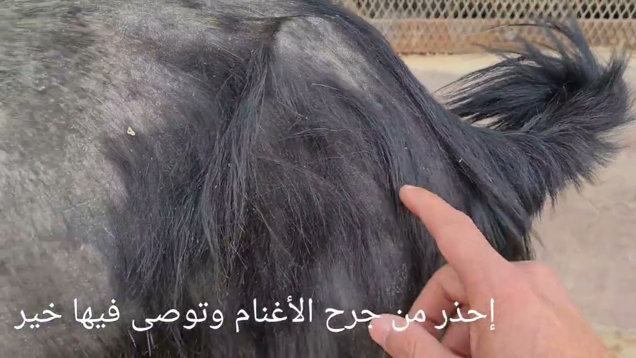 حلاقة أمهات الماعز للتربية