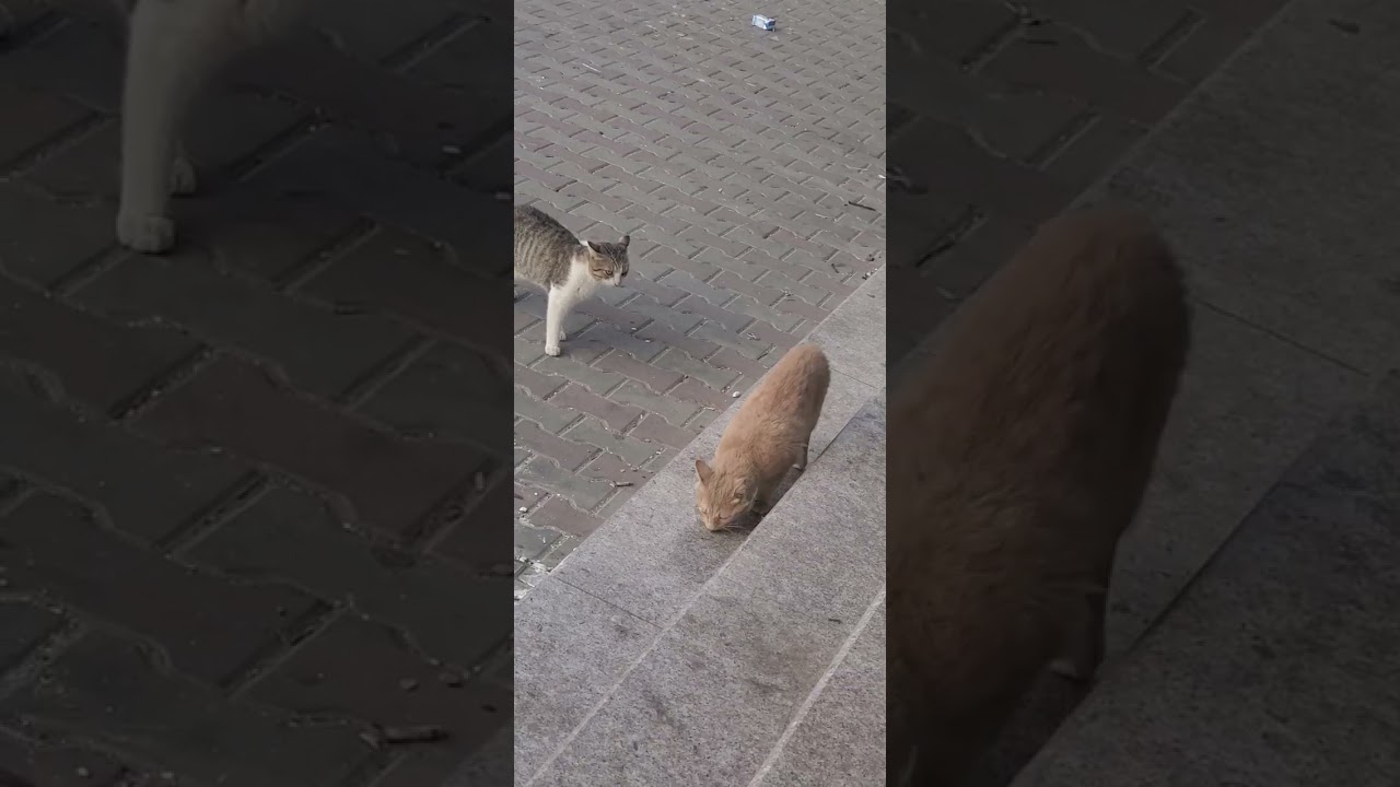 مواجه وجه لوجه والبادي أظلم 