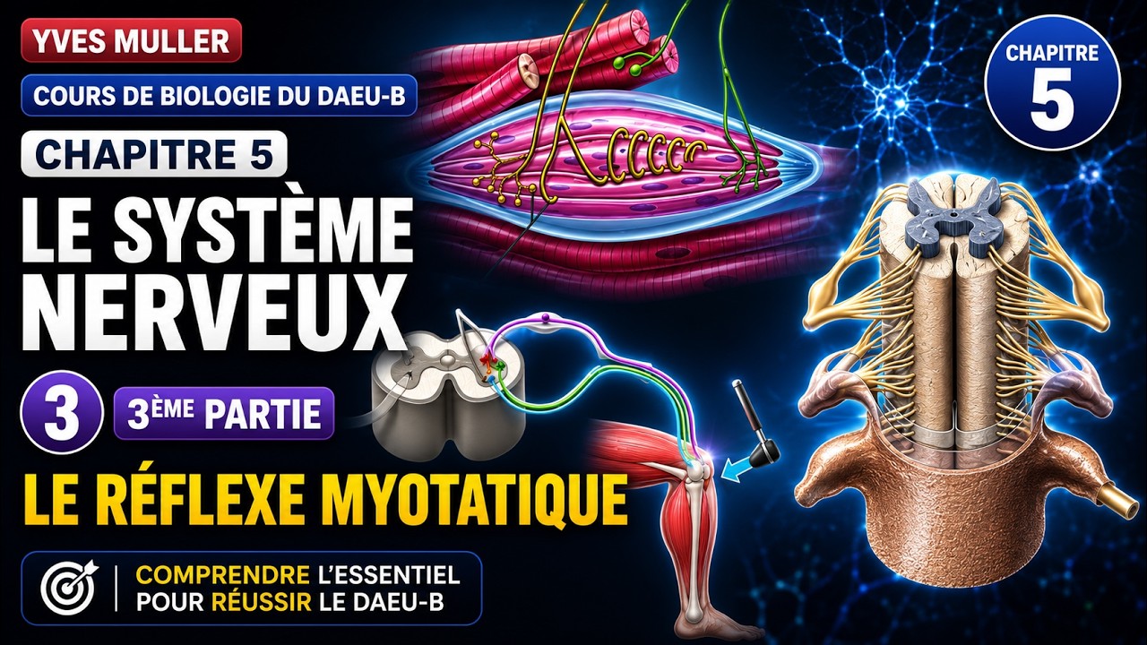 Chapitre 5 - 3ème Partie : Le réflexe myotatique - Cours de Biologie du DAEU-B