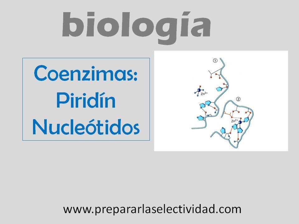 Coenzimas - Pirid&iacute;n nucle&oacute;tidos