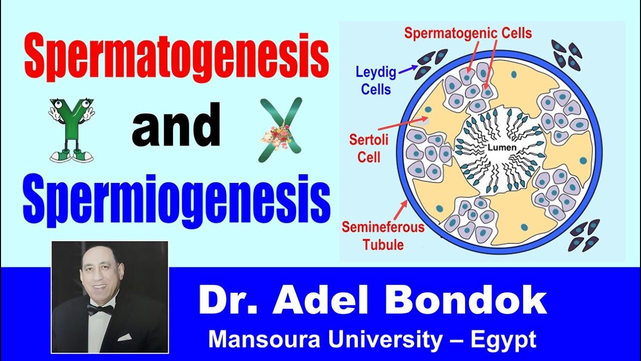 Spermatogenesis and Spermiogenesis, Dr Adel Bondok