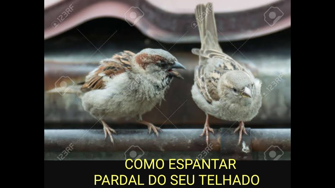 COMO ESPANTAR PARDAL DO SEU TELHADO.