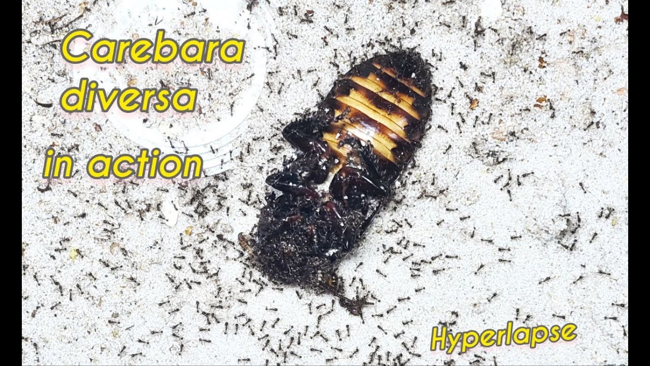#8 Timelapse - TOP attack tactics OF Carebara diversa | AntOnTop