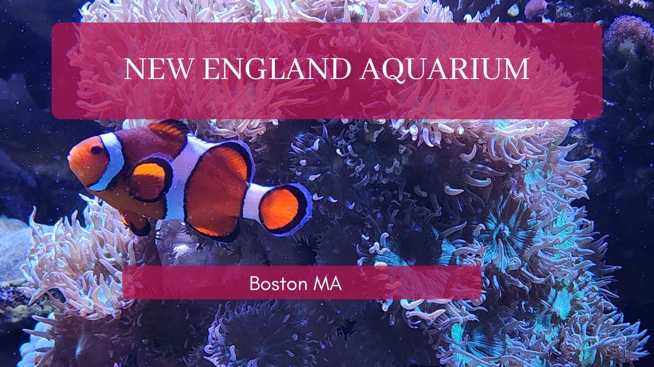 New England Aquarium Tour in Boston (Giant Ocean Tank, Penguins, Sea Lions & More),Boston MA