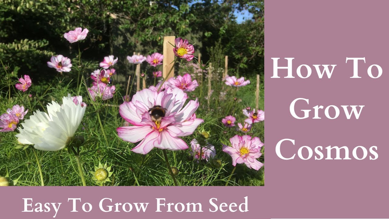 How To Grow Cosmos