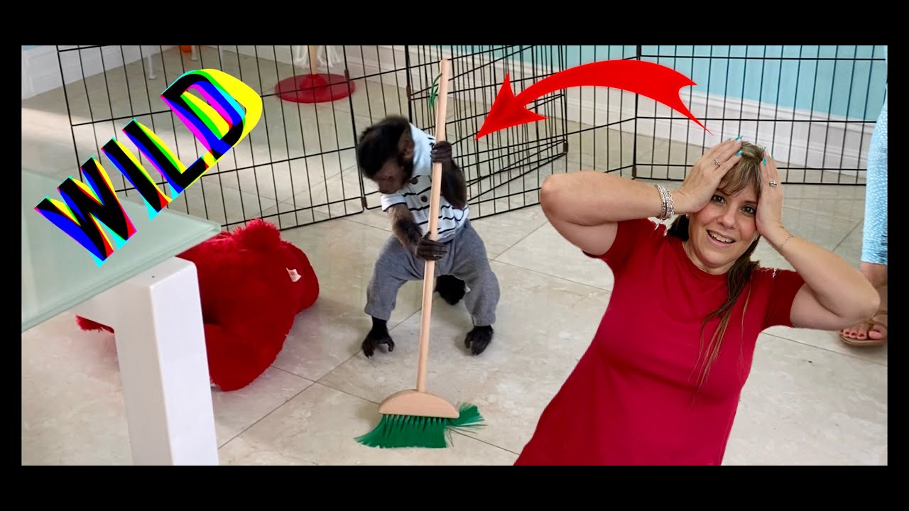 CLEANING 🧼🧽🧹 GONE WILD & FUN WITH MONKEYS 🐒 🐒🐒