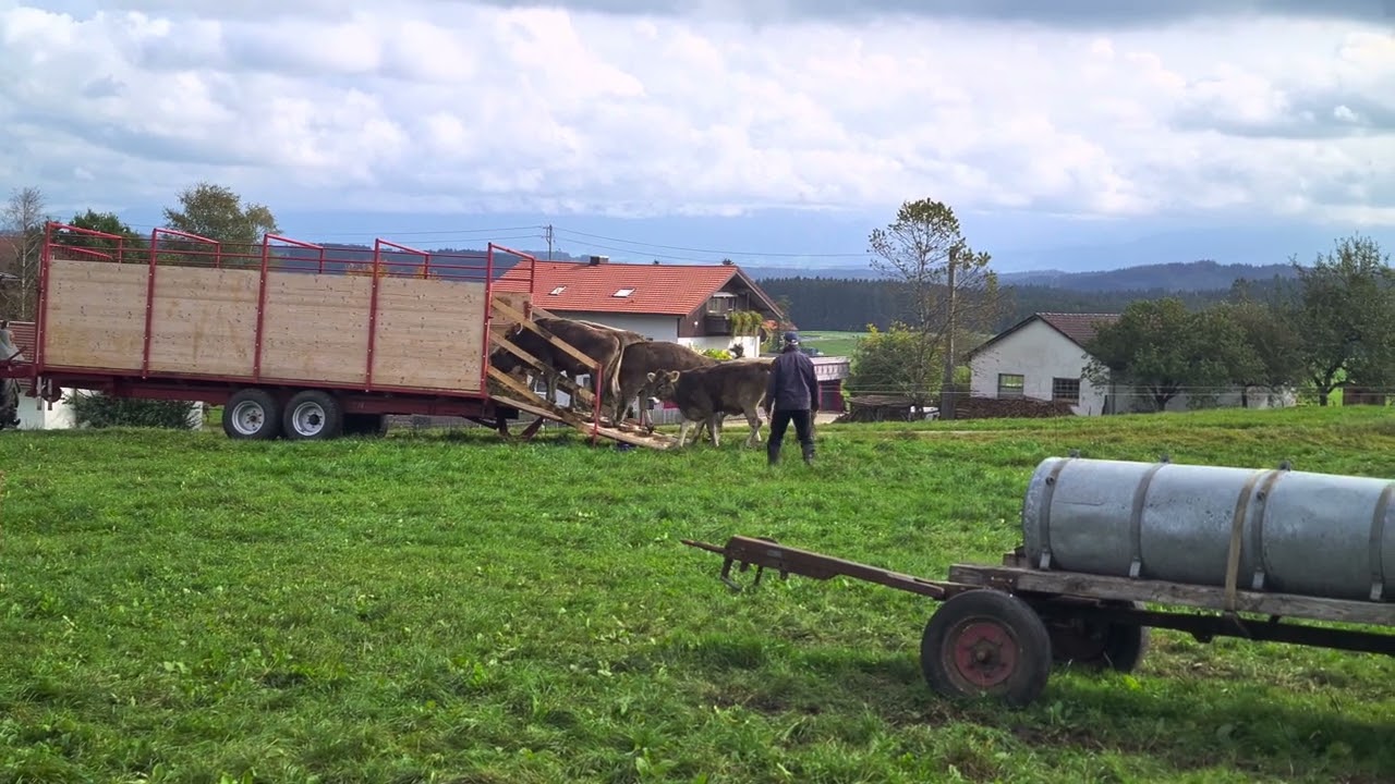 www.stockmanship.de - Rinder alleine auf der Weide verladen