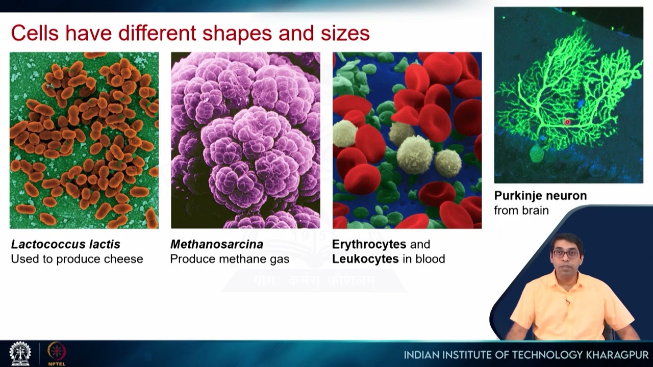 Lecture 21: Introduction to cells #swayamprabha