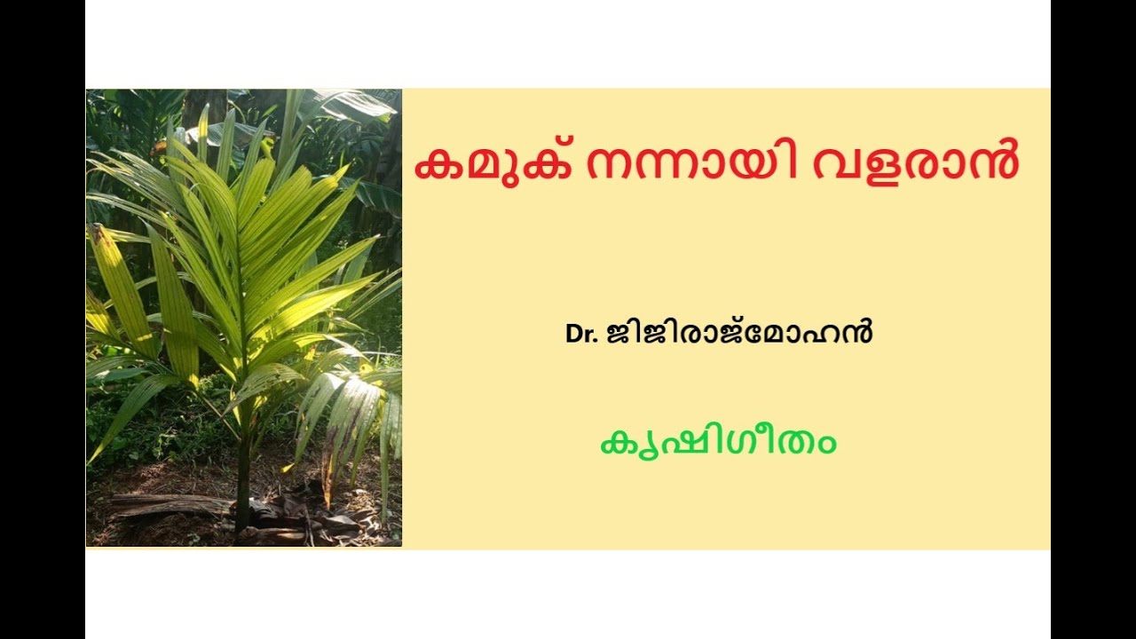 കമുക് നന്നായി വളരാൻ (arecanut cultivation)