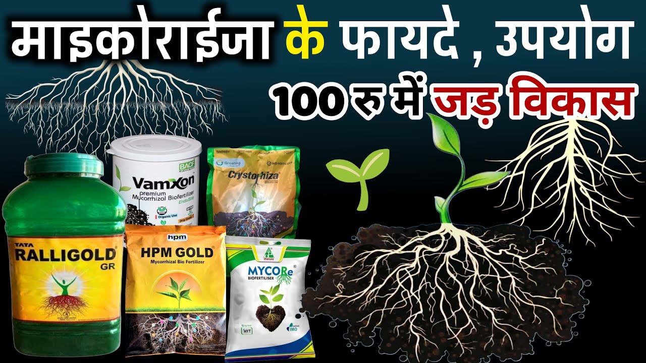 Mycorrhiza ke fayde🌱माइकोराइजा क्या है इसके फायदे | Ralligold, Mycore, k max super🌱mycorrhiza