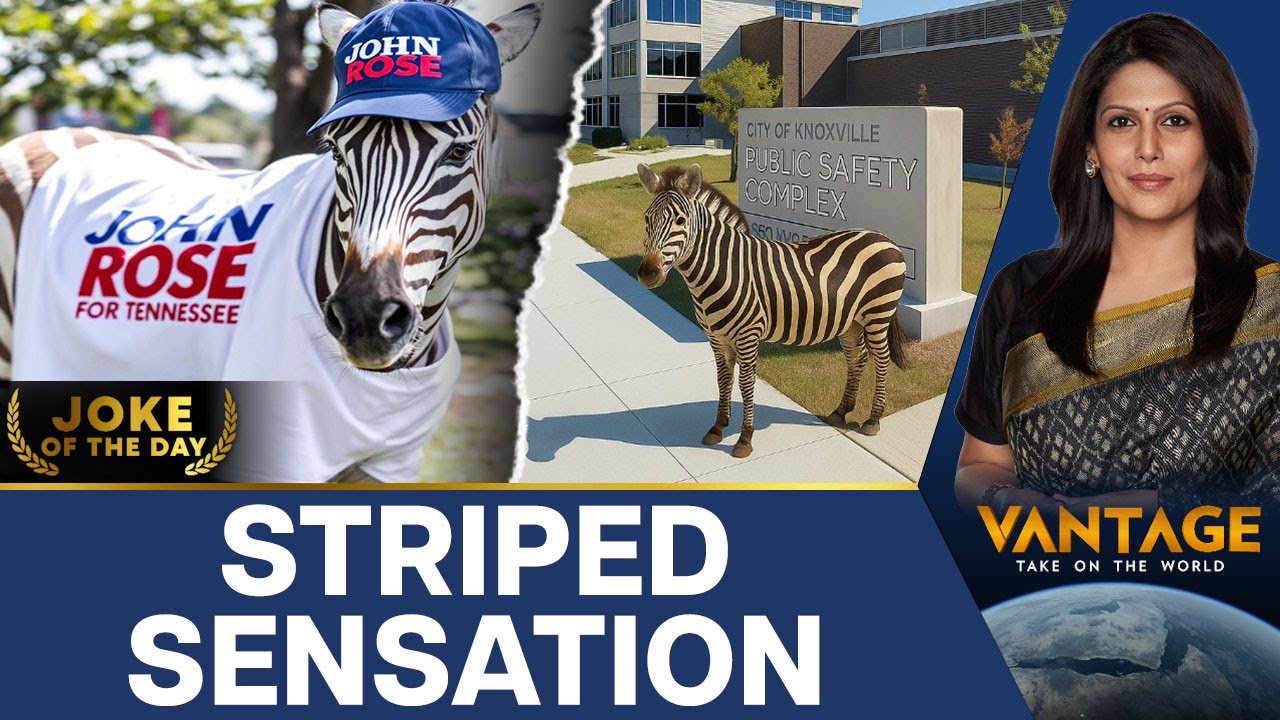 Missing Zebra Turns Star in Tennessee County | Vantage with Palki Sharma | N18G