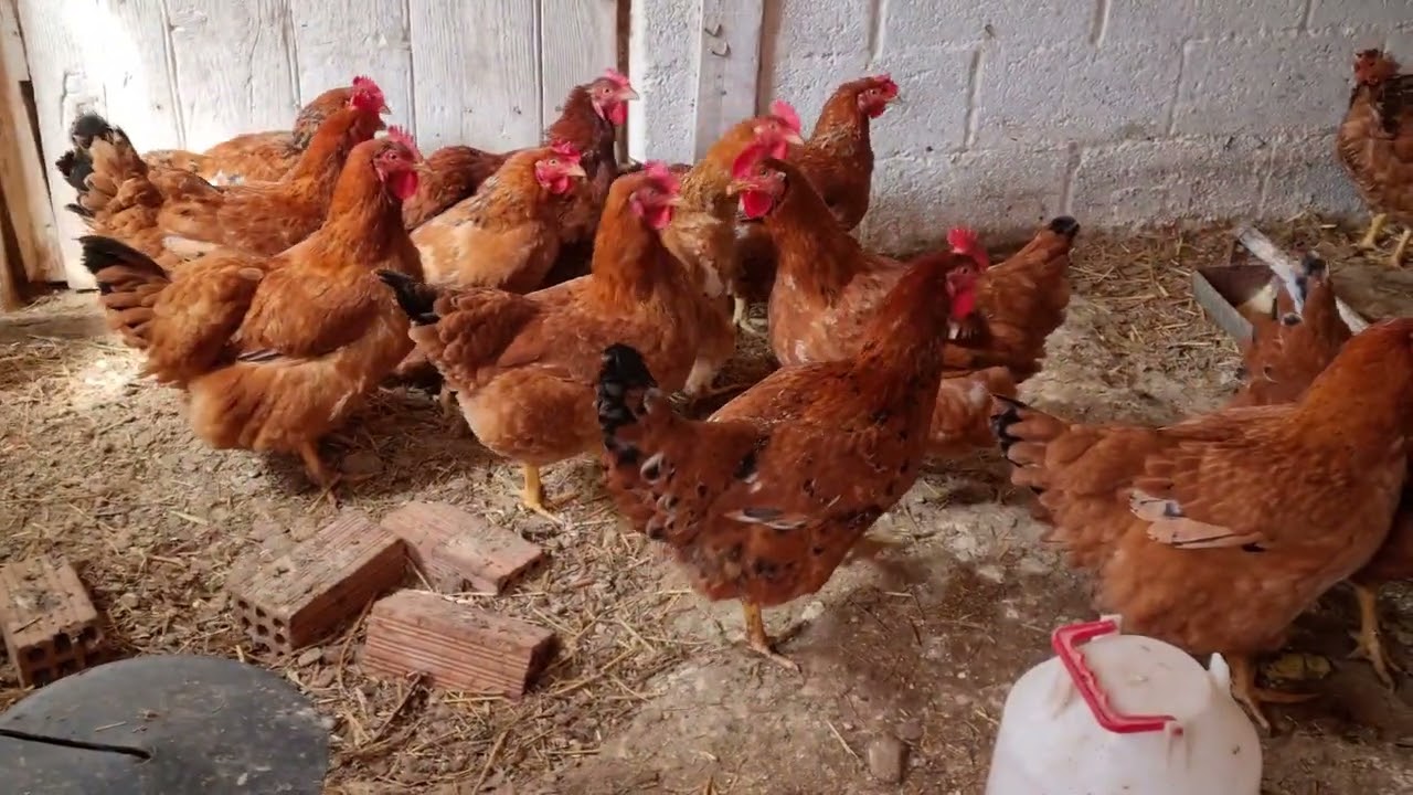 Another day another blessings from chickens to eggs #chicken #farmer #farmlife #greekfarmer #egg