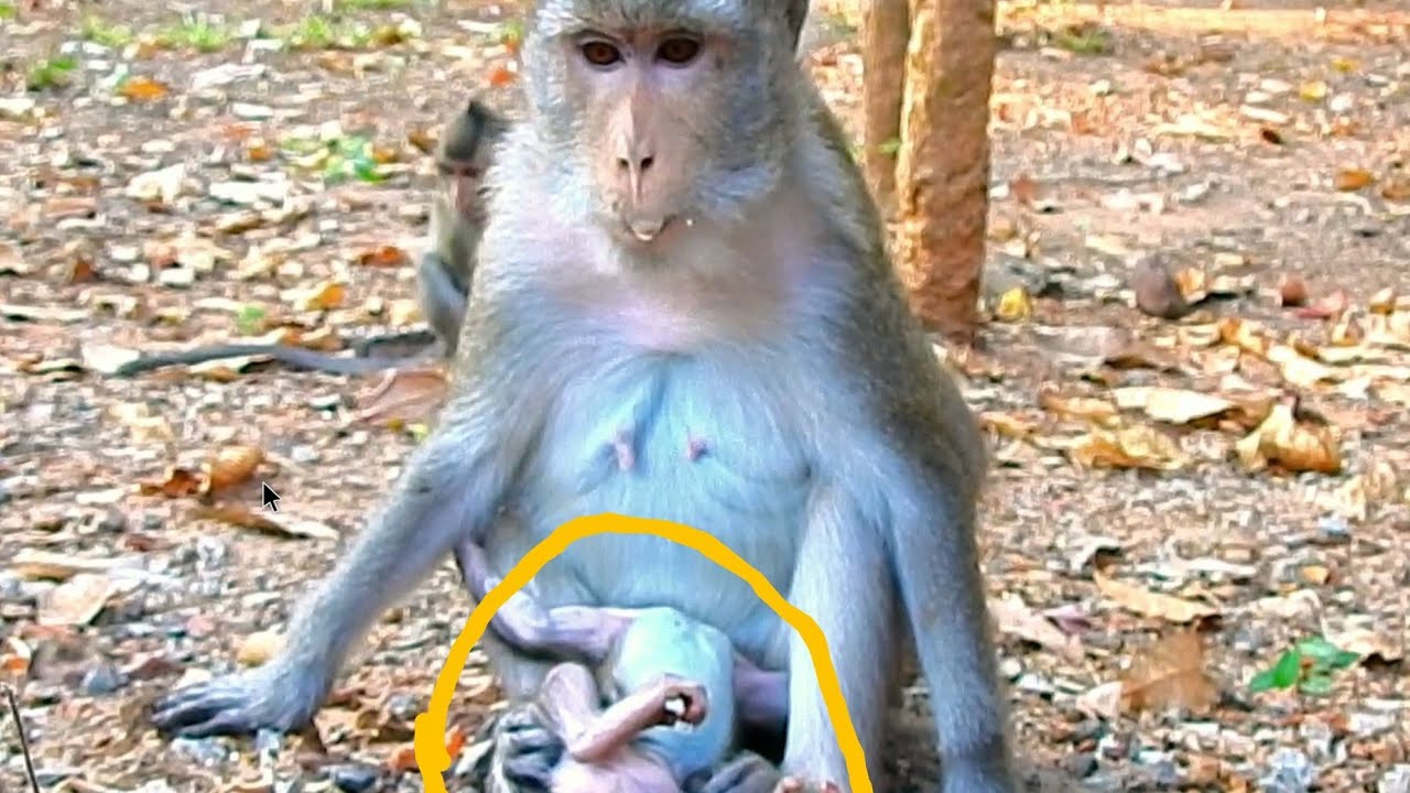 To Be Strong! Monkey Anna Teached Cute Tiny Baby Amina Incredible Lesson In The Deep Jungle