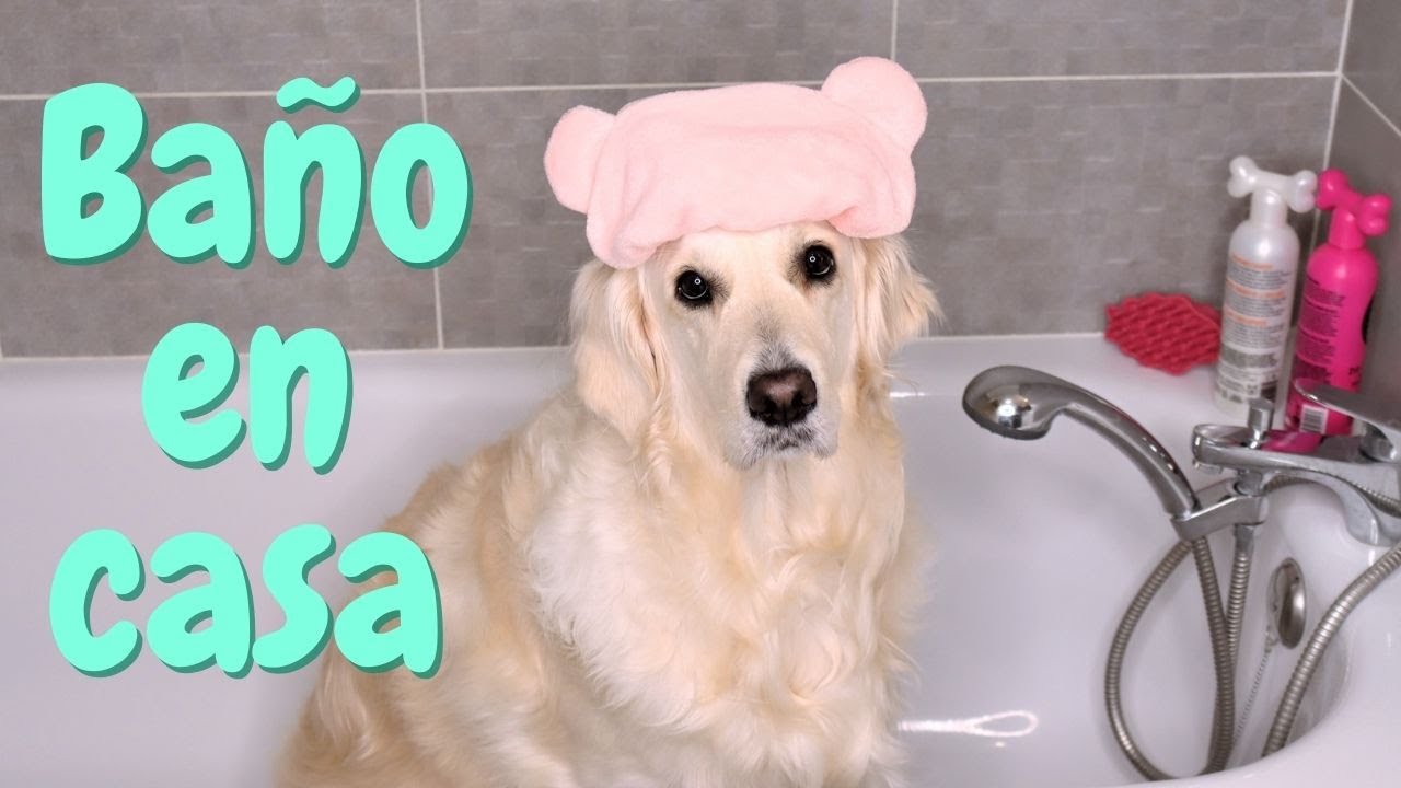Cómo BAÑAR a tu perro en casa