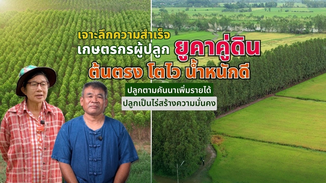 ยูคาลิปตัส...ไม้เศรษฐกิจที่ตอบโจทย์การปลูกทั้งในพื้นที่ไร่ และแนวคันคลองคันนา