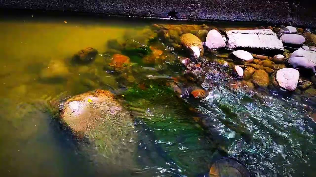 WATCH AND RELAX  Peaceful Water Flow #CalmTok #NatureVibes #ZenFlow #ChillNature #relaxing