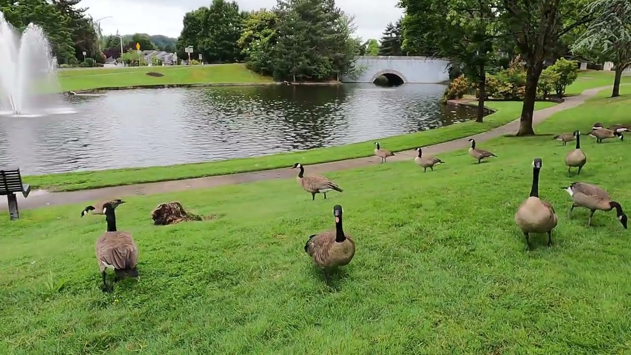 Scenic View Wild Birds Canada Geese 5K HD Cinematic [Washington State USA] @MalluSeattle
